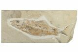 Cretaceous Fossil Fish (Sedenhorstia) - Hjoula, Lebanon #200634-1